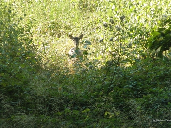 Doe looking out surrounded by woodland foliage