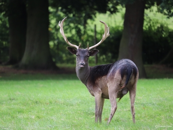 Melanistic fallow buck