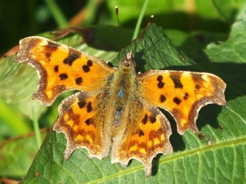 Orange butterfly with brown patterned wings