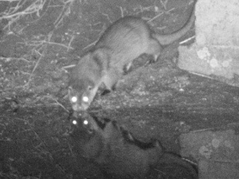 Night-time photo of an otter drinking from a stream