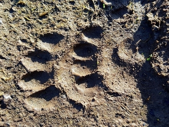 Paw print in mud