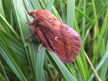 Brown furry moth on grass stems