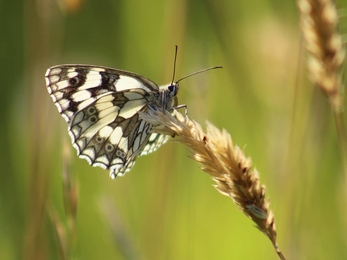 Close-up of black and white butterfly on grass stem