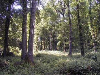 View through woodland with tall trees obscuring sky and low green vegetation