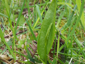 Green plant with single broad upright leaf and central spike in grass