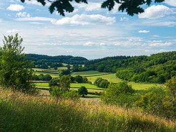 View across landscape with long grass in foreground to fields and woodland beyond