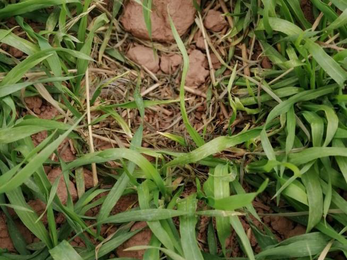 Some brown clods of mud amongst grass