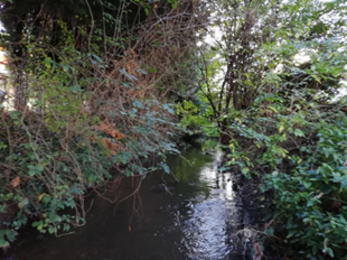 View along stream with encroaching vegetation from each side