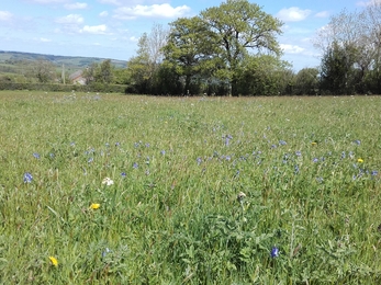 View across grassy field