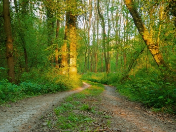 Double track leading through sunlit woodland