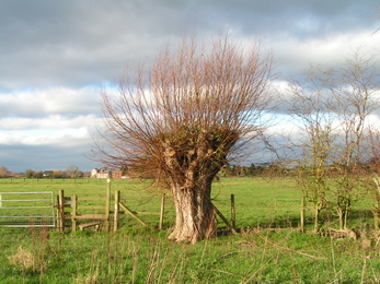 Hampton Meadow pollarded willow