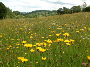 Crow Wood meadow