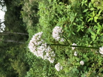 Stem with fluffy white flower with green vegetation in the background