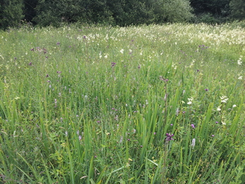 Parish Field nature reserve