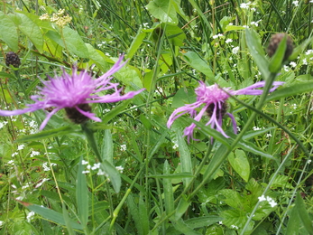 Parish Field nature reserve knapweed