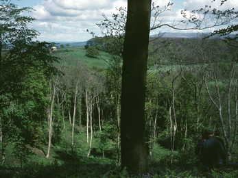 Motlins hole nature reserve, Worcestershire