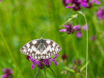 Nupend nature reserve marbled white butterfly