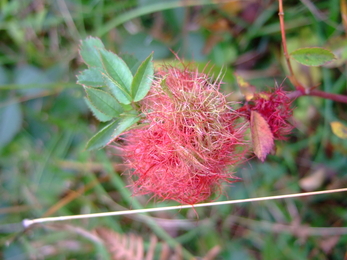 Miners Rest robins pincushion