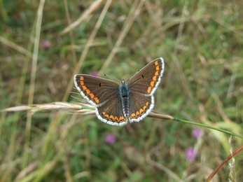 Nupend nature reserve brown argus butterfly