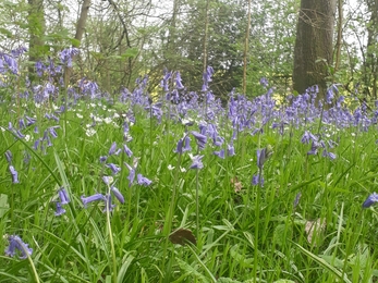 Romers Wood nature reserve in Spring