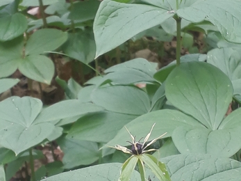 Romers Wood nature reserve Herb Paris