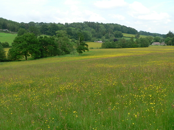 The Parks Nature Reserve grassland