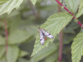 Sturts East Scorpion Fly