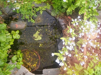 View from above of a small garden pond edged with stone and foliage