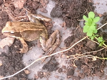 Close up of a frog sat on earth