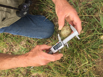 hands measuring a large egg with a tool