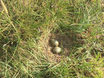 Two eggs in a hollowed area in the grass