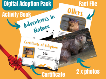 Digital Adoption Pack