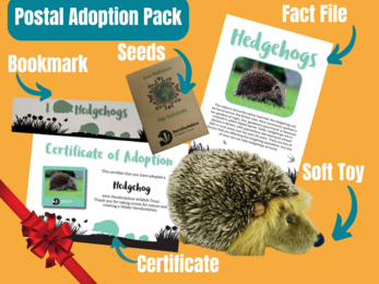 Postal Adoption Pack