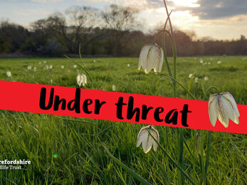 Meadow of flowers with text banner across