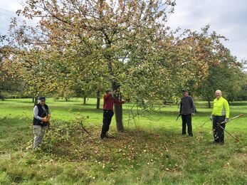Four people with tools stood beneath an apple tree in an orchard in autumn