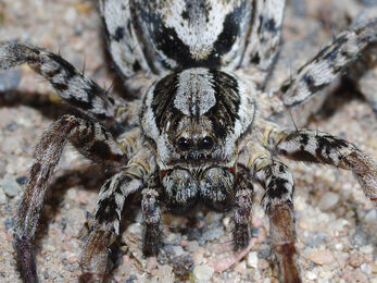 Female Great fox spider
