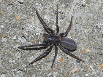 A female Green fanged tube spider