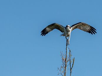 Large bird perched on top of a tree top, wings half outstretched