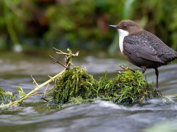 Dipper