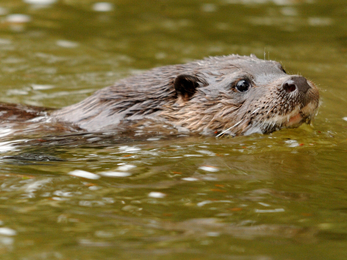 Otter © Amy Lewis