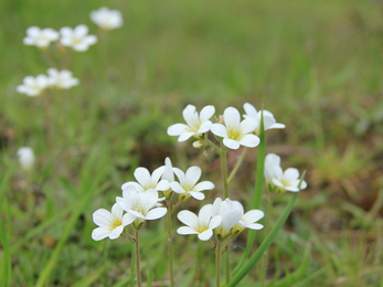 Meadow Saxifrage