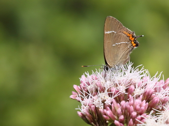 White-letter hairstreak butterfly