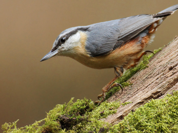 Nuthatch