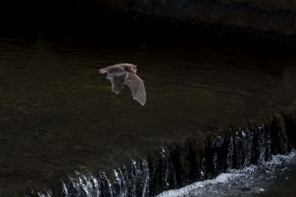 Daubenton's bat