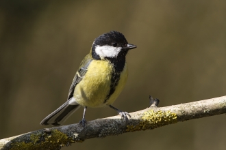 Great tit