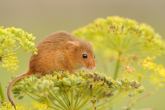 Harvest mouse