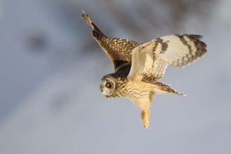 Short-eared owl