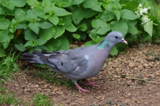 Stock dove