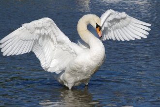 Mute Swan