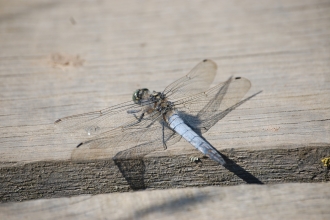 Black-tailed Skimmer male